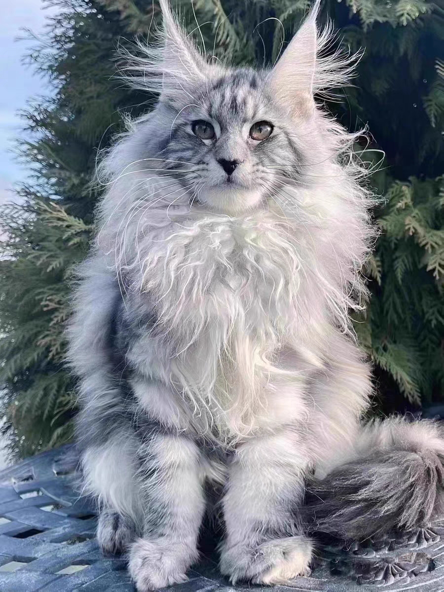 猫舍直销,批发价出售,缅因猫